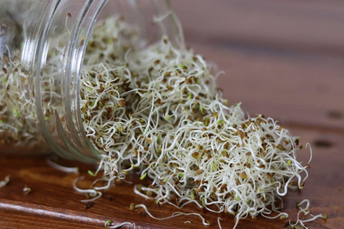 HOW TO GROW SPROUTS RIGHT IN YOUR OWN KITCHEN