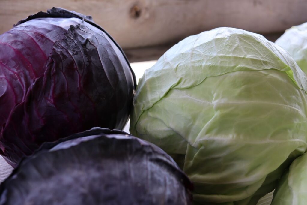 fresh picked red and green cabbage