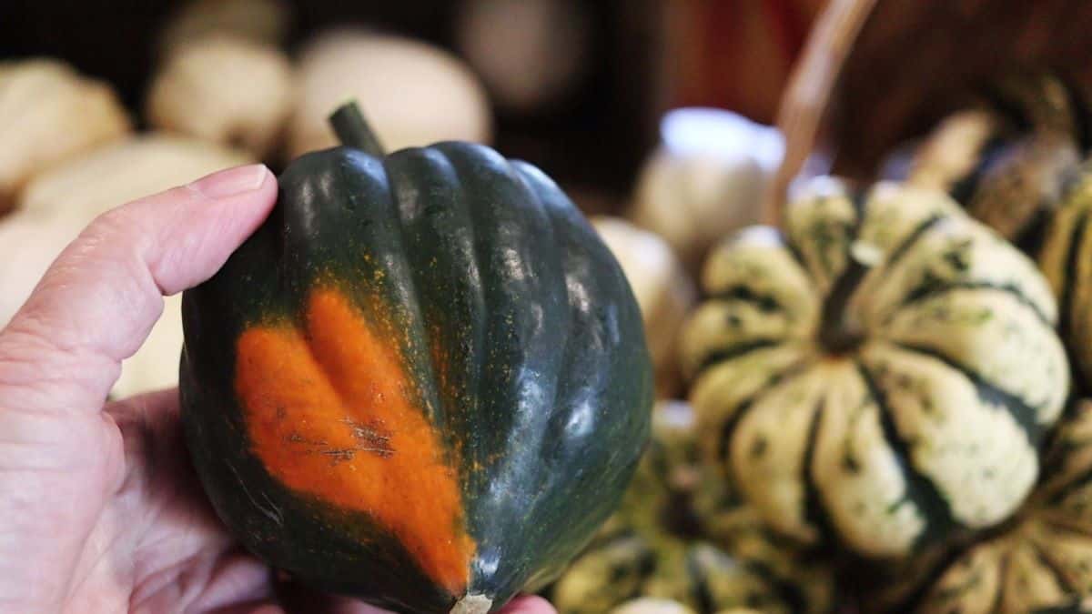 Hand holding an acorn squash with other acorn squash visible in the background.
