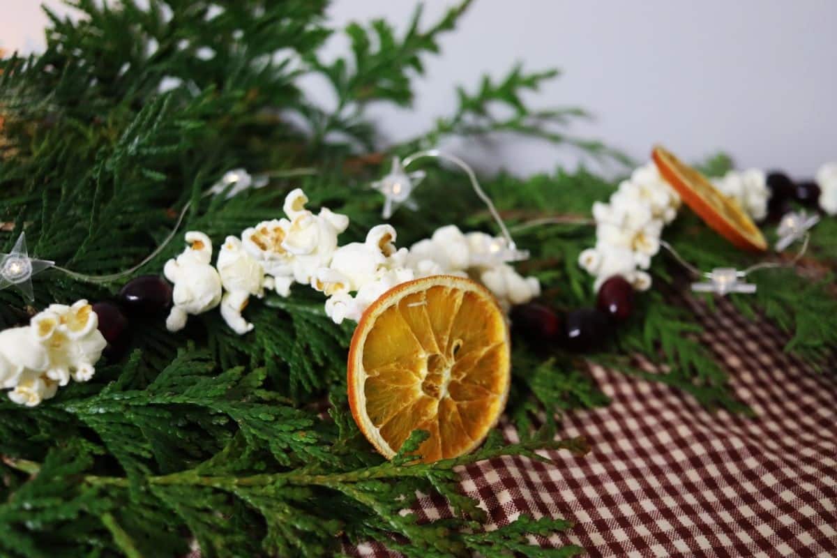 Dried oranges, popcorn, and cranberries make a garland that sits on a pine bough on a red and tan checkered cloth.
