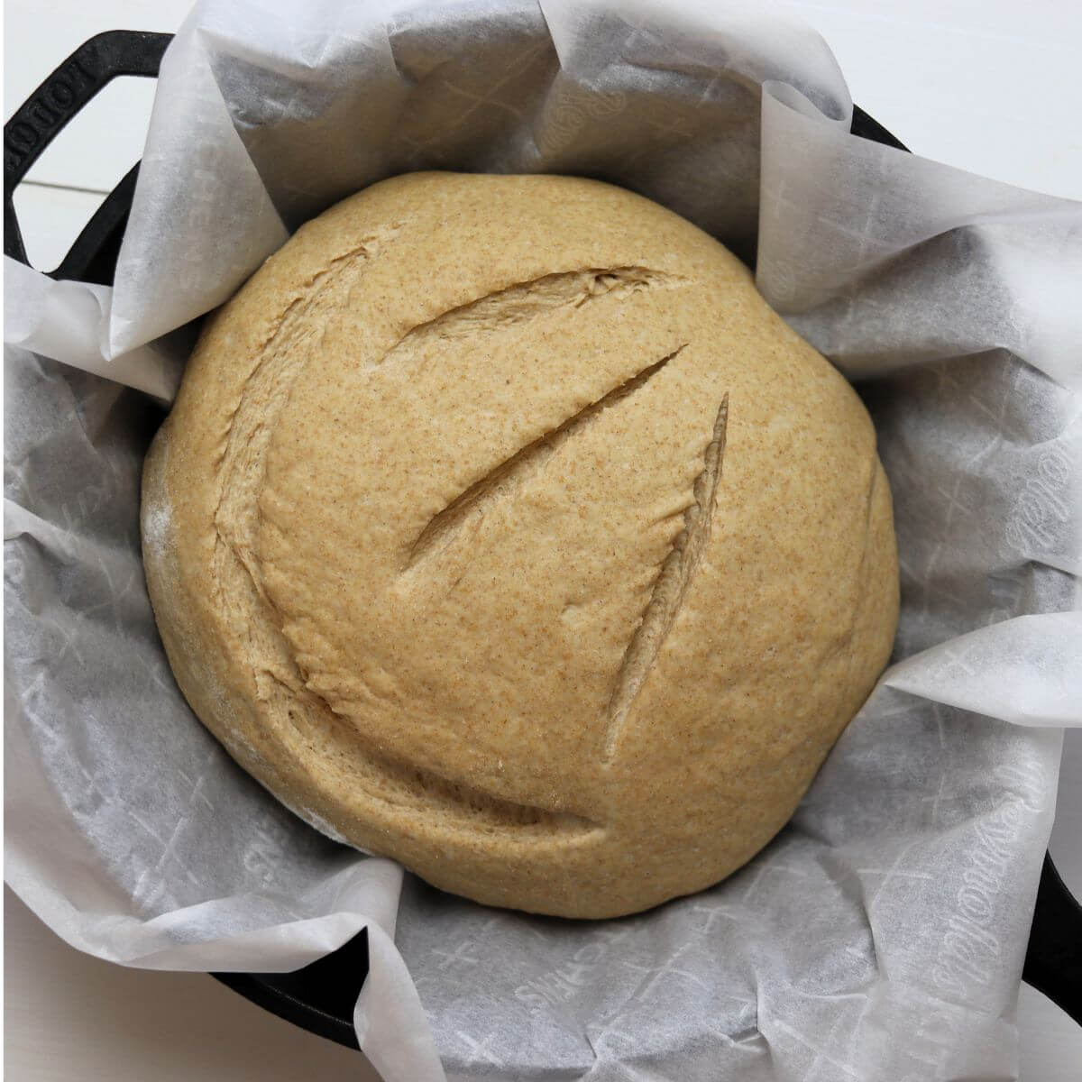 Whole wheat bread dough scored on top and placed on parchment in Dutch oven.