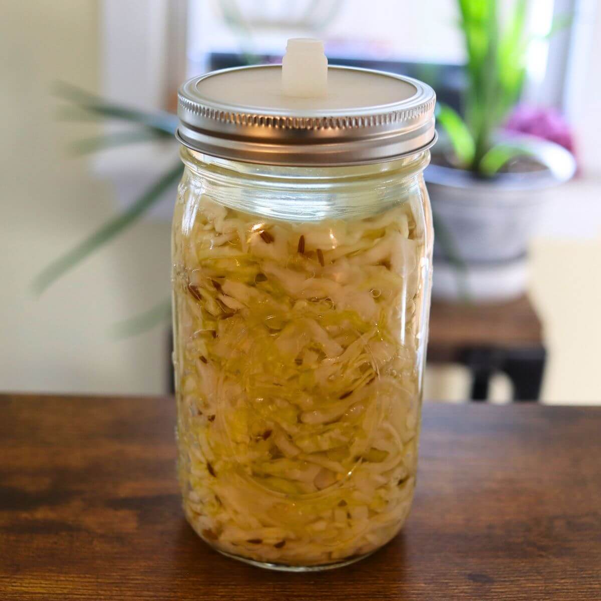 Wine sauerkraut with caraway seeds in a glass fermentation jar fitted with an airlock lid, sitting on a wooden table.